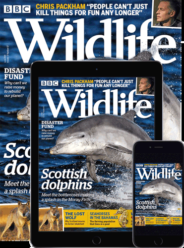 BBC Wildlife Print & Digital Magazine Subscription