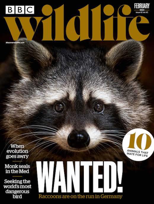 BBC Wildlife Magazine  half price special offer on subscriptions.