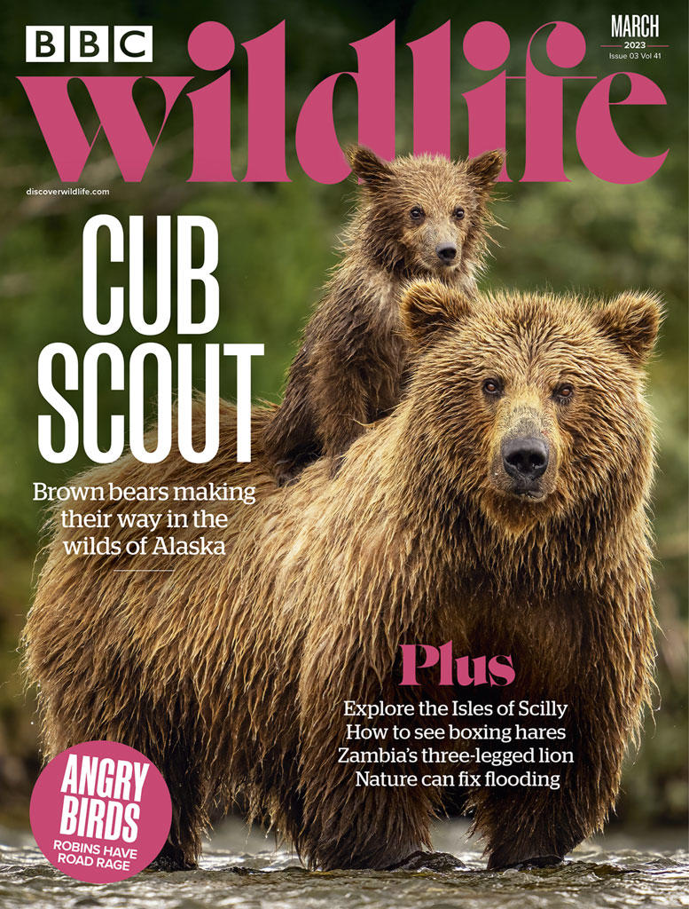 BBC Wildlife Magazine: nature, conservation and wildlife watching